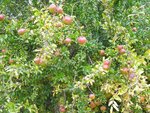 DSCN5388.JPG