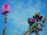DSCN5423.JPG