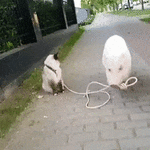 56CD7F90-4D4D-433E-8C22-CB38262E607B.gif