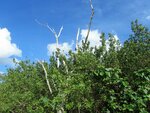 IMG_2261.JPG