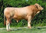 stier.jpg