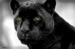 panther2.jpeg