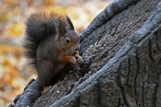Schoenbrunn-Eichhoernchen-1.jpg