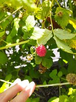 IMG_20220618_142509.jpg