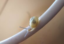 Schnecke.jpg Schnecke.jpg