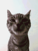 lickingcat_ypej7ror.gif lickingcat_ypej7ror.gif