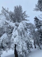 A52D044C-2C95-4036-BC2E-BC3408ACECFC.jpeg A52D044C-2C95-4036-BC2E-BC3408ACECFC.jpeg