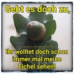 meineEichel-h.jpg